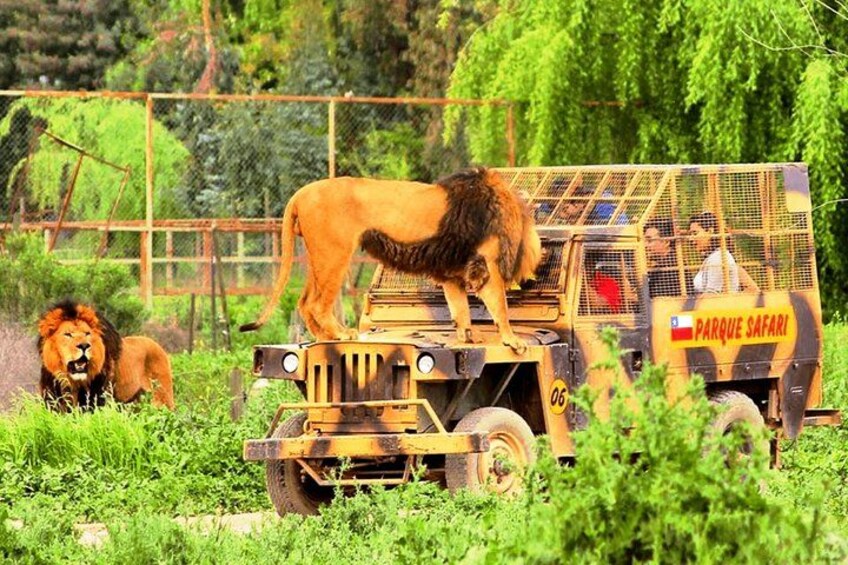 Safari Park, Wild Experience 2