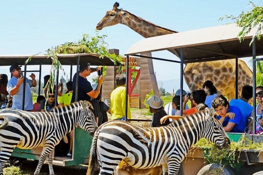 Safari Park, Wild Experience 3