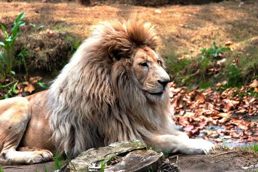 Safari Park, Wild Experience 2