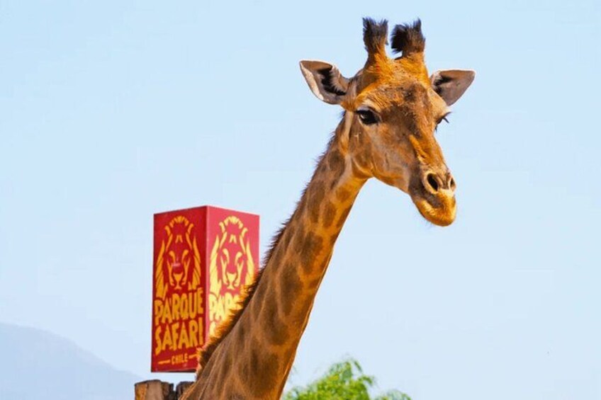 Safari Park, Wild Experience 3