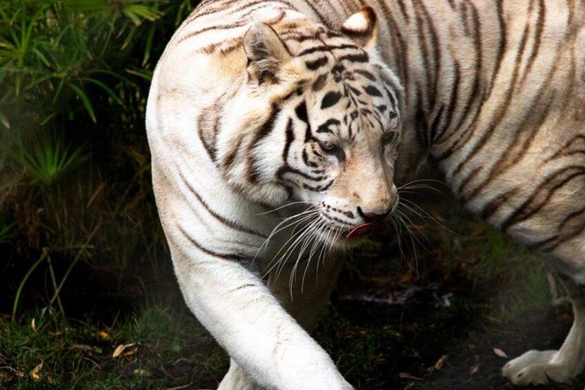 Safari Park, Wild Experience 2