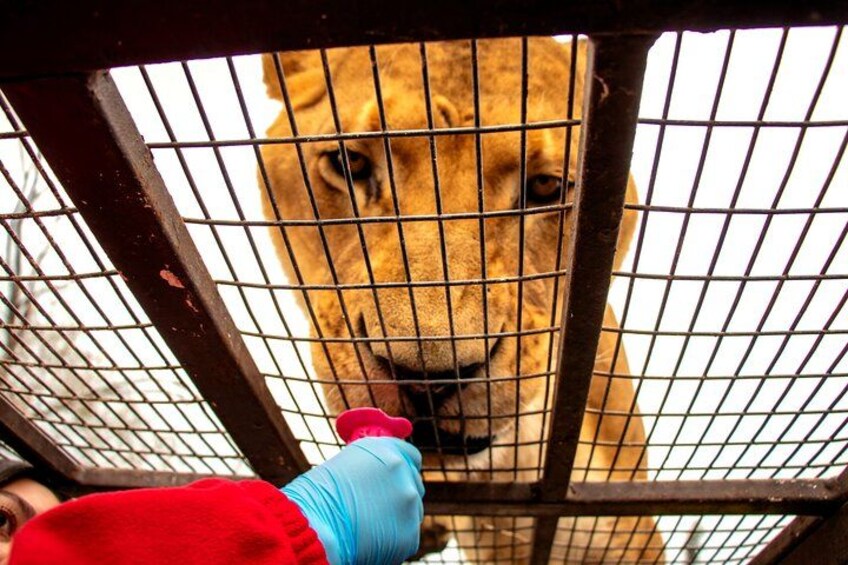 Safari Park, Wild Experience 5