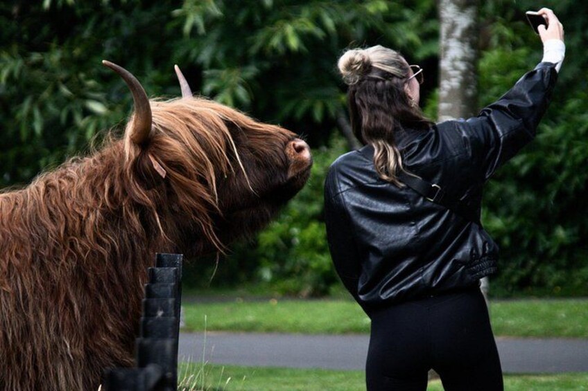 Meet the iconic Highland 'Coos' (cows) and capture memorable photos with these friendly creatures. 5