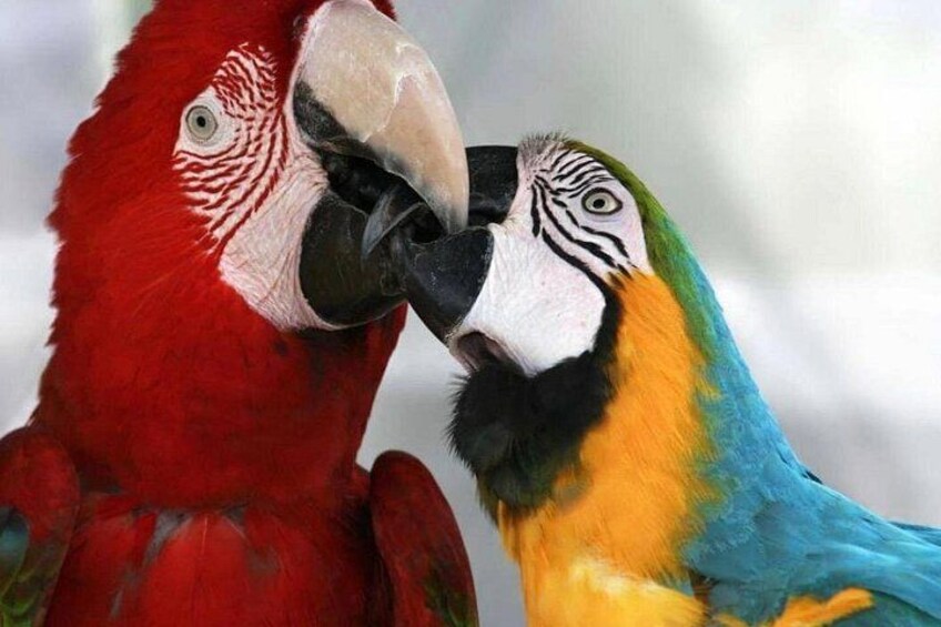 Marvel at the vibrant beauty of macaws in the wild. 4