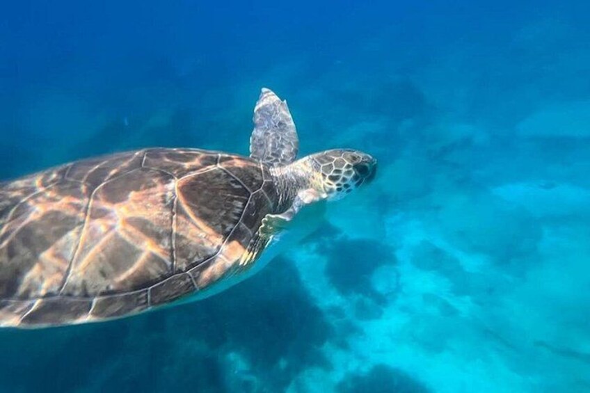 Yellow Submarine Shipwreck & Turtle Cruise with Unlimited Drinks 4