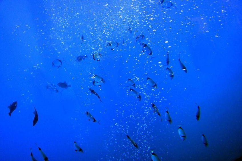 Yellow Submarine Shipwreck & Turtle Cruise with Unlimited Drinks 5