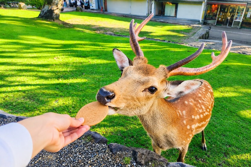 From Osaka/Kyoto: Kyoto & Nara Day Trip with Optional Lunch 1