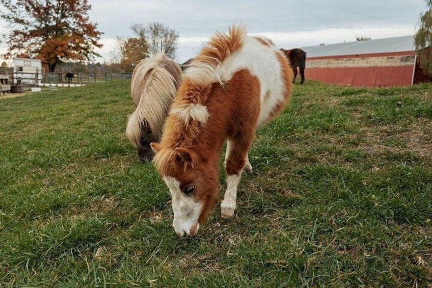 Two horses grazing in a grassy field with a fence and trees in the background. 3