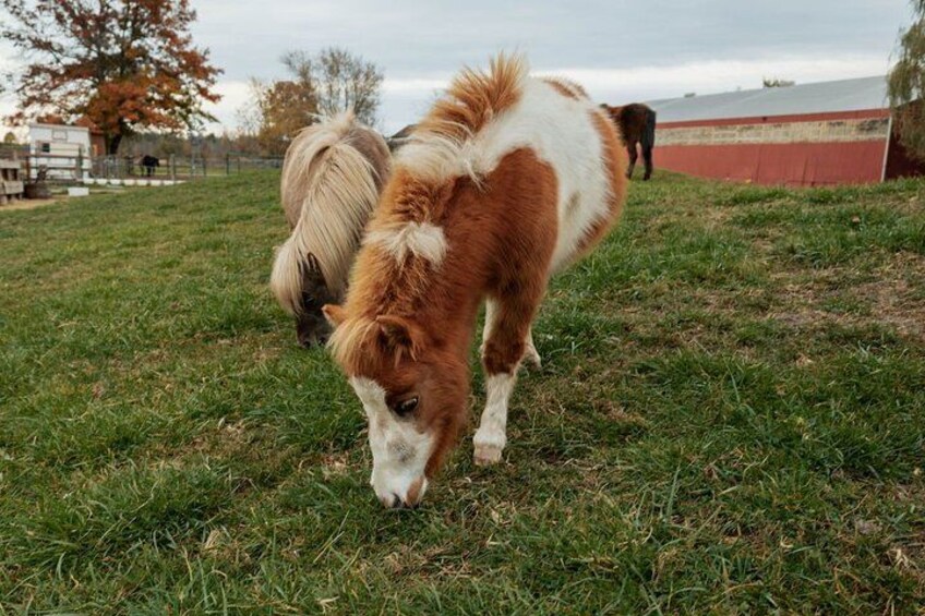 Humberstone Ranch Visit with Mini Domestic Animals 3
