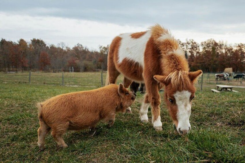 Humberstone Ranch Visit with Mini Domestic Animals 2