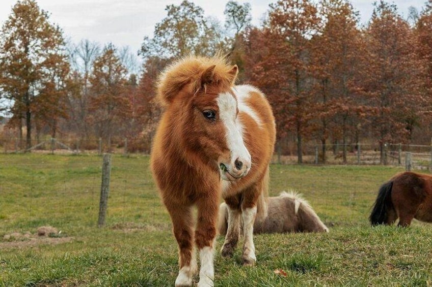 A brown and white horse standing in a grassy field with trees in the background. 4