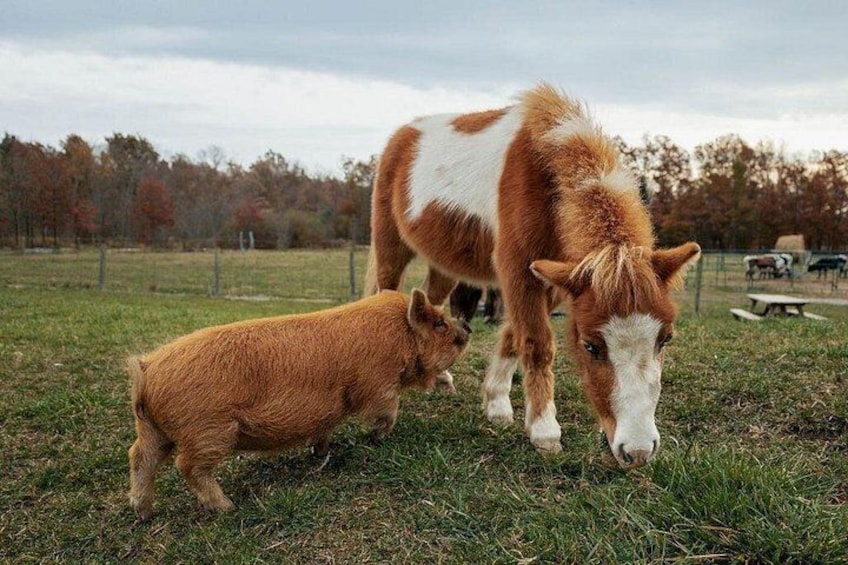 A pony and a piglet in a grassy field with trees in the background. 2