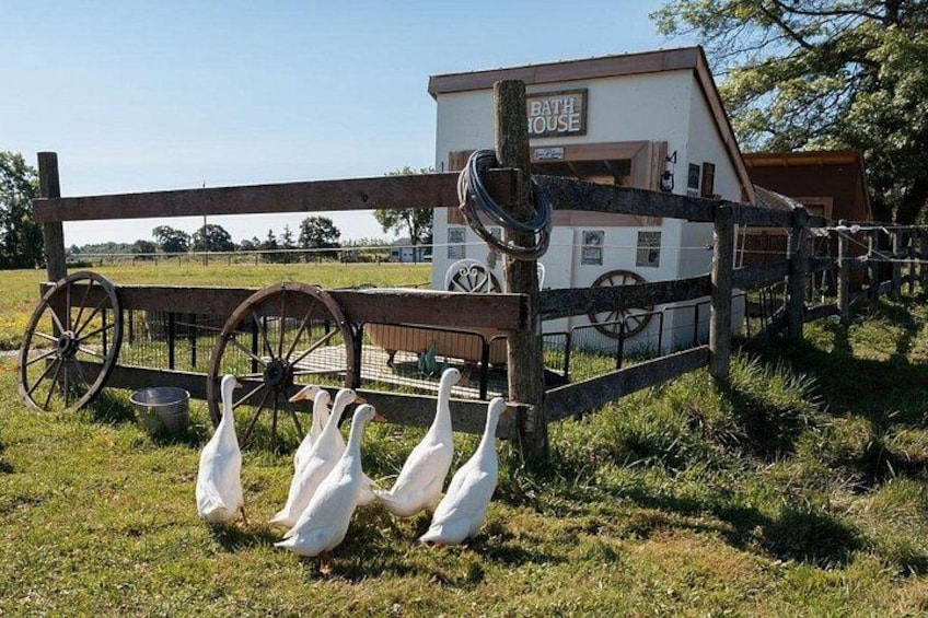 Humberstone Ranch Visit with Mini Domestic Animals 1