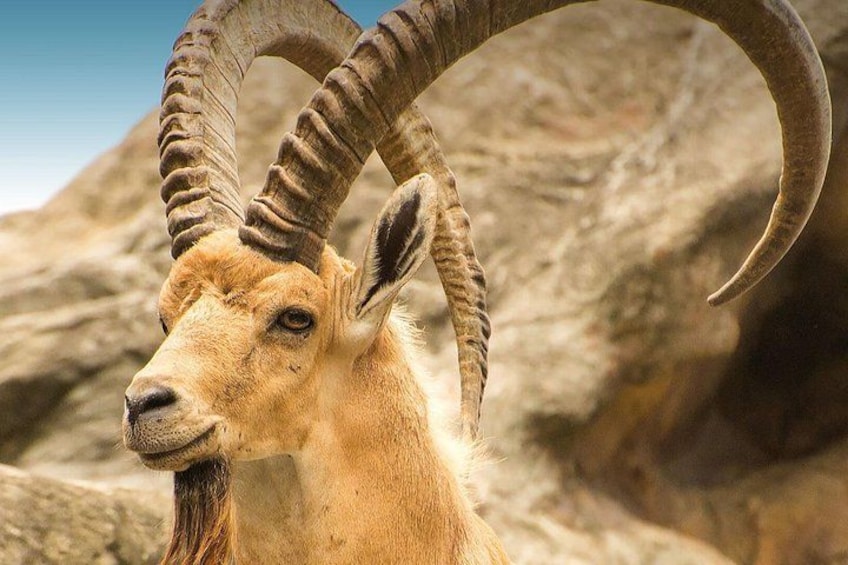 A close-up of a goat with large curved horns, set against a rocky landscape. 1