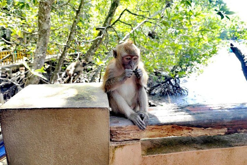 A monkey sitting on a concrete ledge with trees in the background. 3