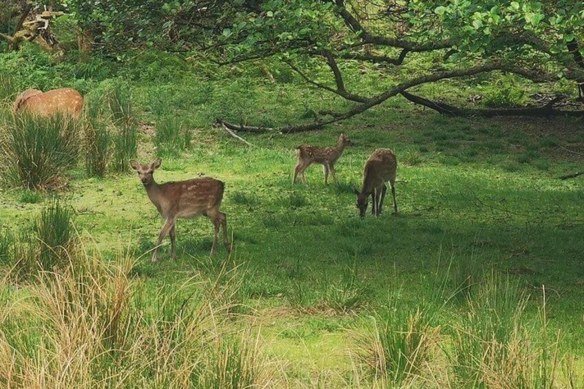 Lakes of Killarney and Innisfallen Island Tour 4