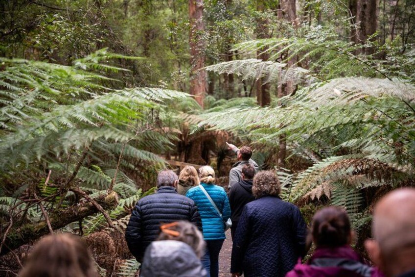 Hastings Caves, Tahune Airwalk and the Huon Tasting Trail 4