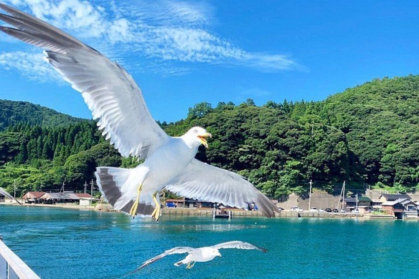 A seagull flying over a body of water with a forested hill in the background. 2