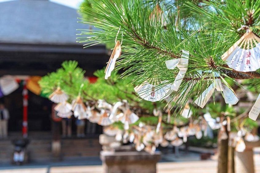 Amanohashidate & Ine Boathouse Full-Day Tour from Kyoto or Osaka 5