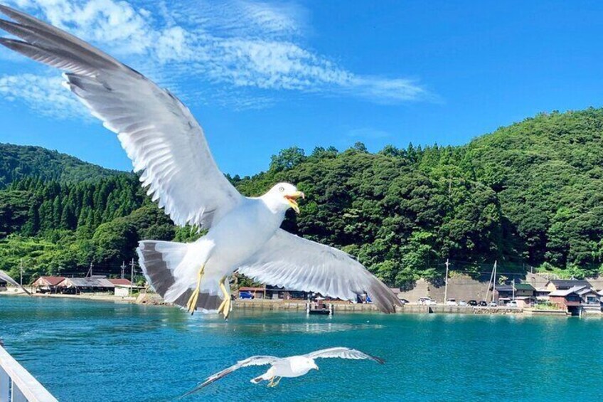 A seagull flying over a body of water with a forested hill in the background. 4