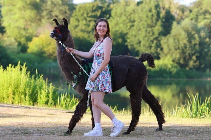 A person leading a llama in a grassy area near a body of water. 4