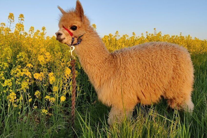 A llama standing in a field of yellow flowers. 5