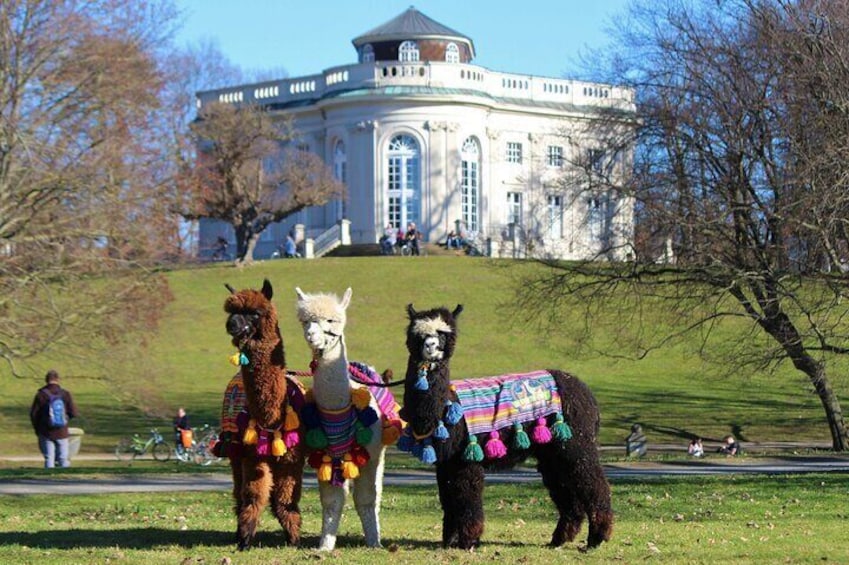 Three llamas on a grassy hill with a large building in the background. 2