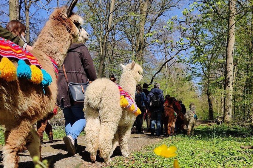 A group of llamas with colorful blankets walking through a forested area. 1