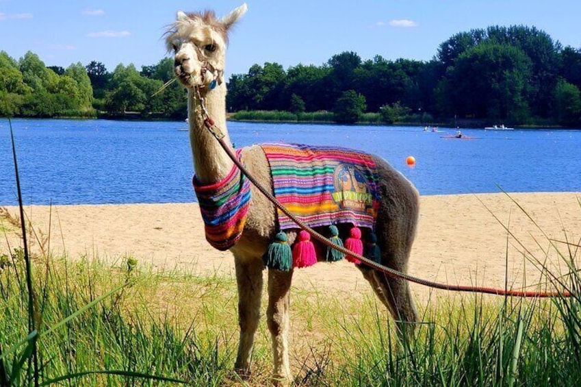 A camel with a colorful blanket standing on a beach with a lake in the background. 3