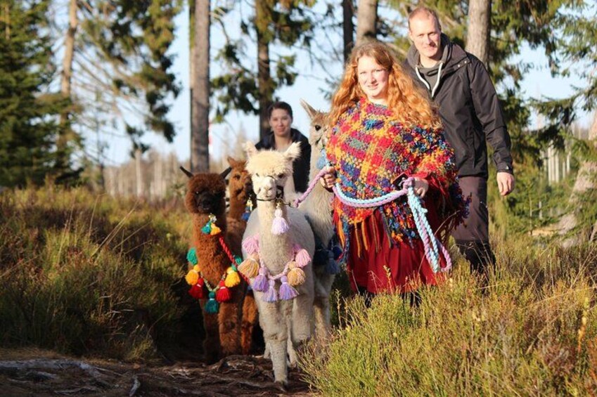 Alpaca hike at Richmond Castle 4