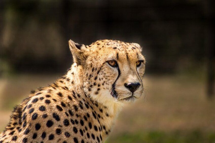 Hluhluwe-Imfolozi game reserve 1