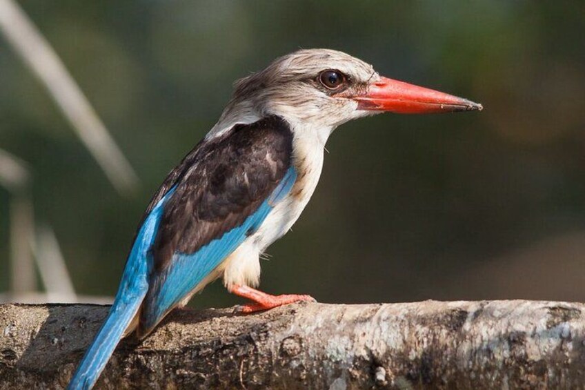 A bird with blue and black feathers and a red beak perched on a log. 5