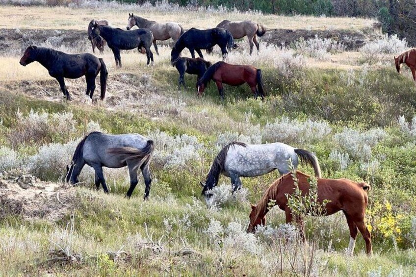 A group of horses grazing in a field with sparse vegetation. 5