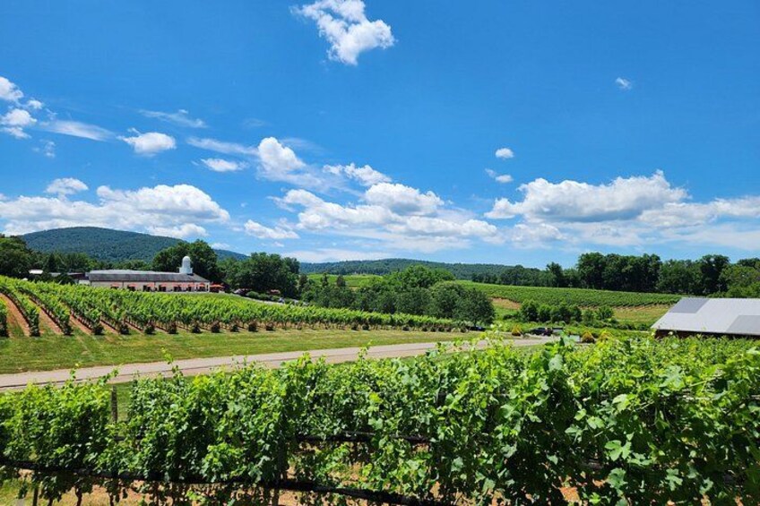 5 Hour Historic Thomas Jefferson Wine Tour 4