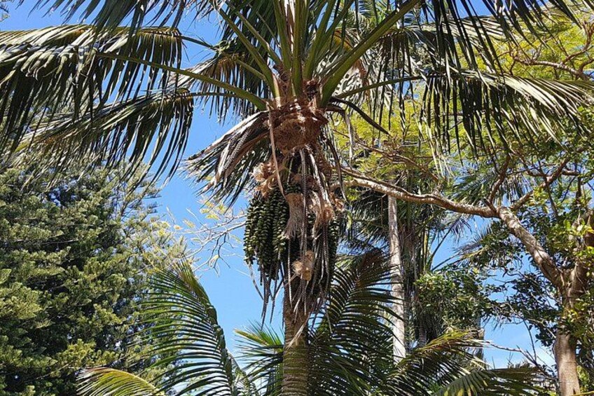 En palme med kokosnødder og anden tropisk vegetation. 5