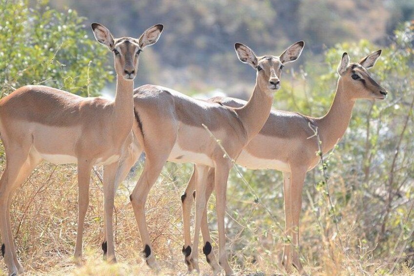 Kruger National Park 3