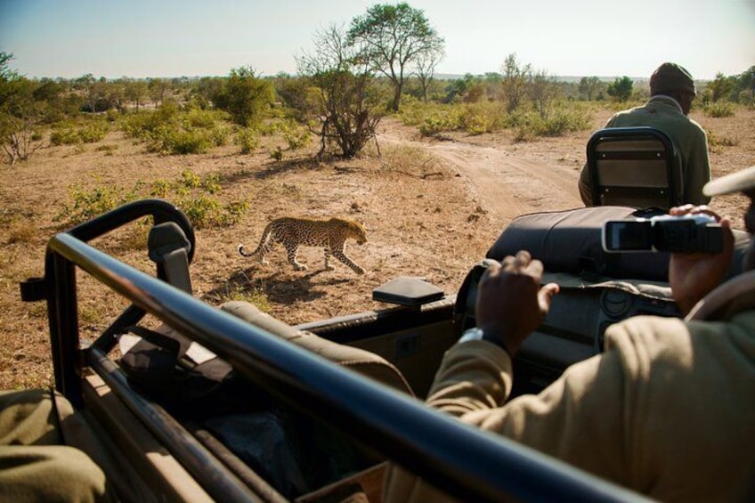 A cheetah walking on a dirt path in a savannah landscape. 4