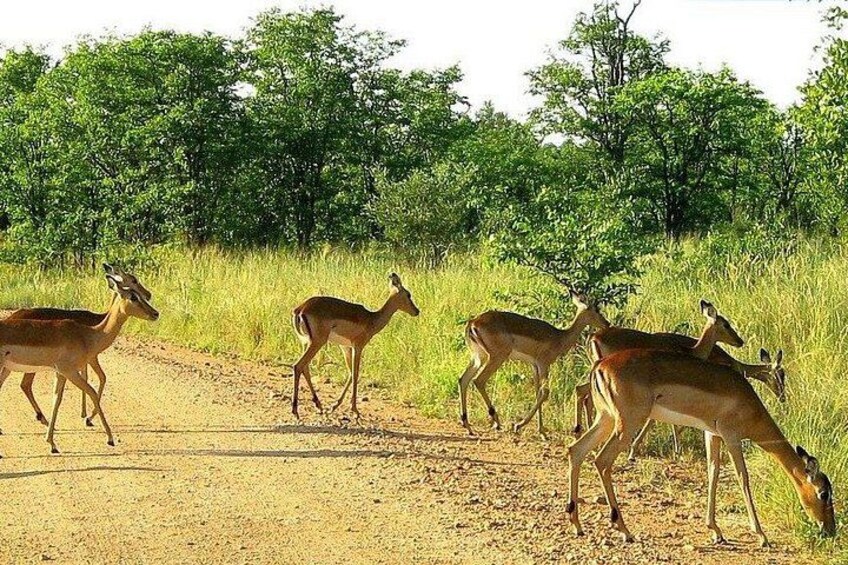 Kruger National Park 4