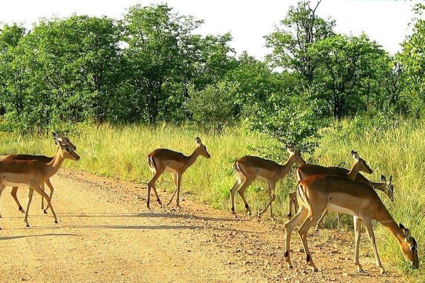 A group of deer walking on a dirt path in a grassy area with trees in the background. 3