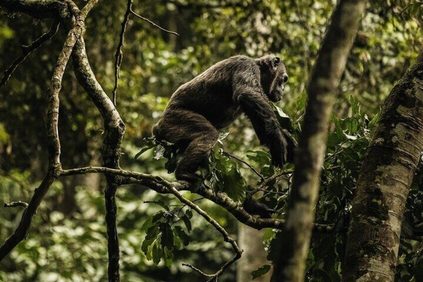 A gorilla climbing a tree in a forest. 1