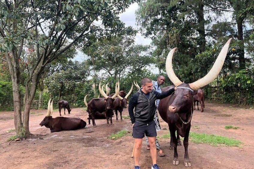 A person petting a large bull with long horns in a natural setting with trees and other cattle. 4