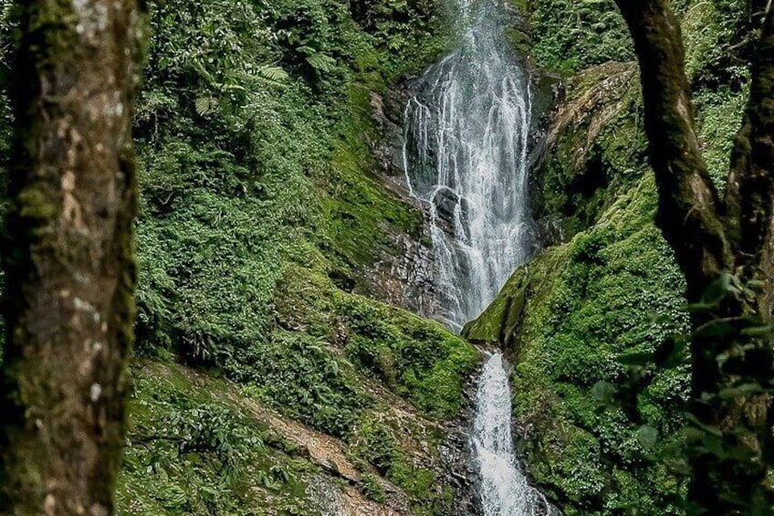 A waterfall surrounded by lush green foliage. 2