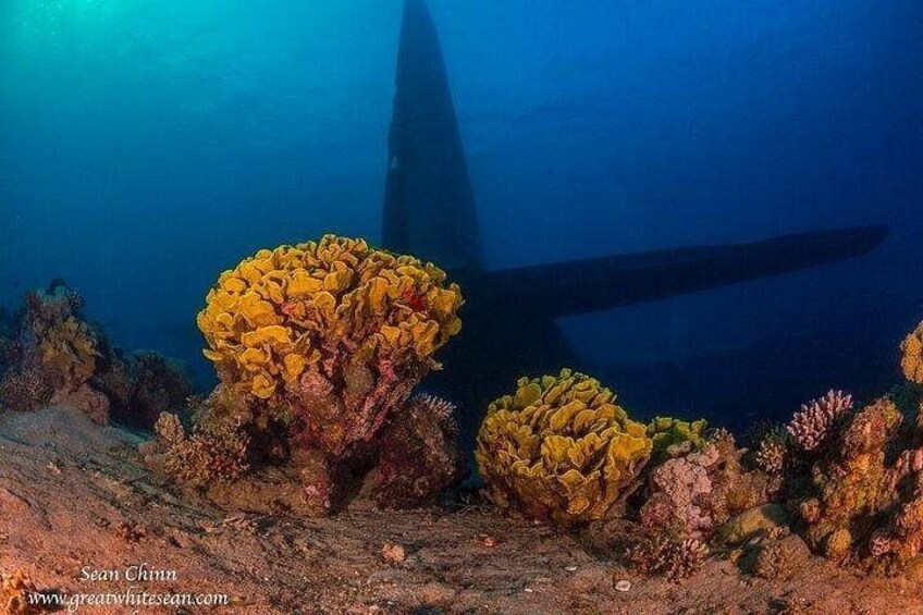 2 Boat Dives Package for Certified Divers 2