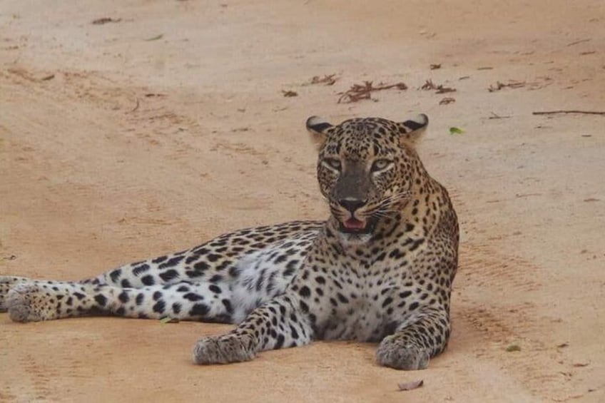 Yala National Park Special Leopard Safari Tours By Dinuka Safari 3