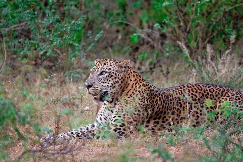 Yala National Park Special Leopard Safari Tours By Dinuka Safari 2
