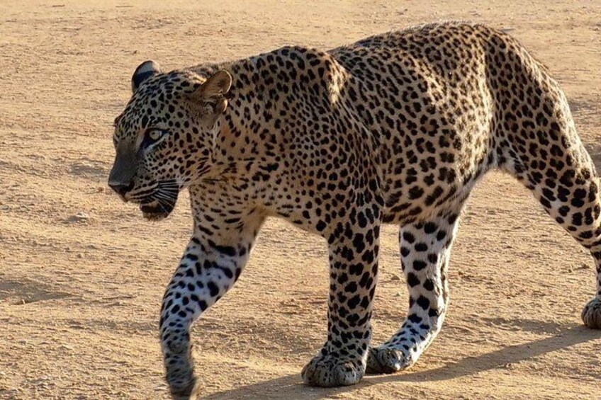 A leopard walking on a sandy terrain. 5