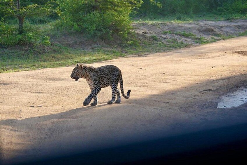 A leopard walking on a dirt road. 2