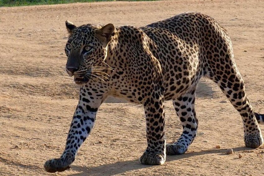 A leopard walking on a dirt path. 4