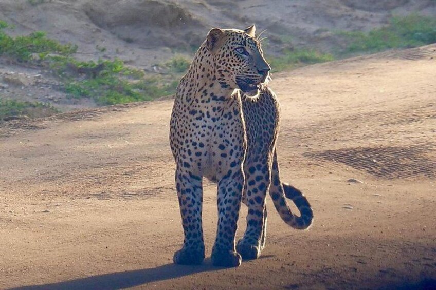A leopard walking on a dirt path. 3