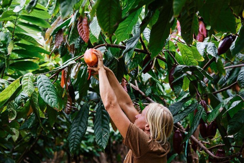 Kauai Chocolate Farm Tasting Tour 5